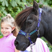 Harry's Horse Diva Violet